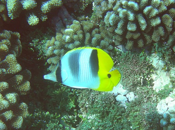 32- Poisson-papillon a deux selles 